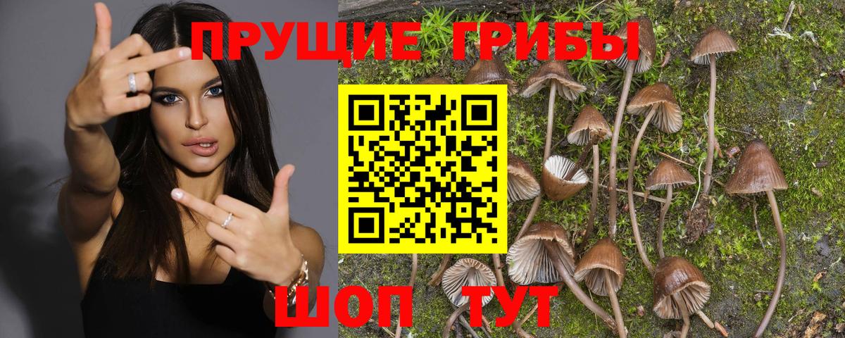 дарнет шоп  Псилоцибиновые грибы мухоморы  Вход с VPN  Новотроицк 